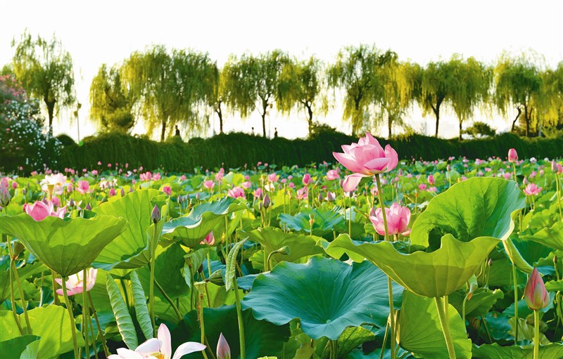 【星雲大師全集209】 十大弟子傳-18