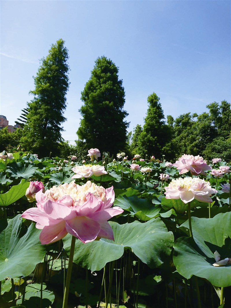 禪與現代人的生活