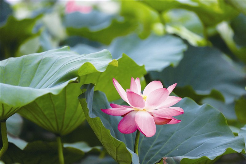 六祖壇經講話 般若品 第 二