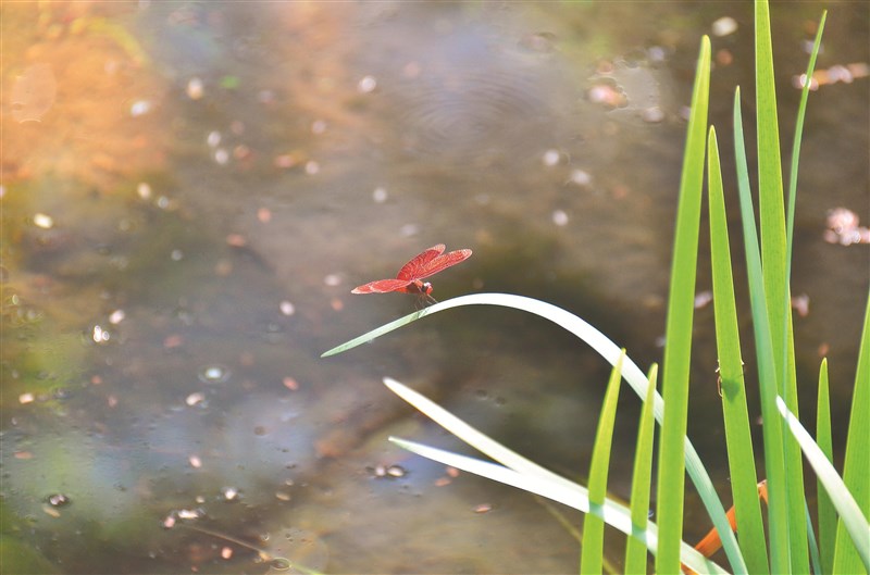 【星雲大師全集126】隨堂開示錄 235  隨堂開示錄─集會共修 26  對佛光會員的期許 2-1