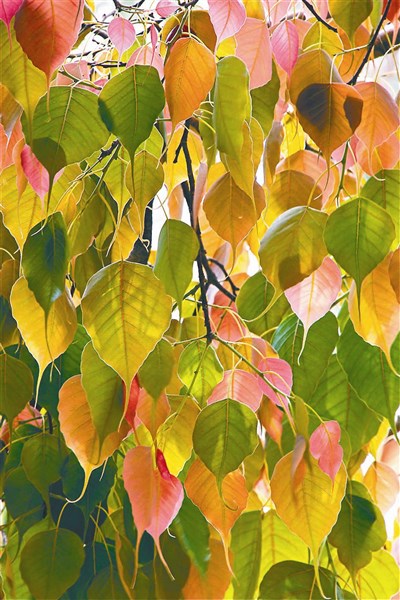 【佛光菜根譚星雲一筆字(32)-4】人間流行歌(四) 