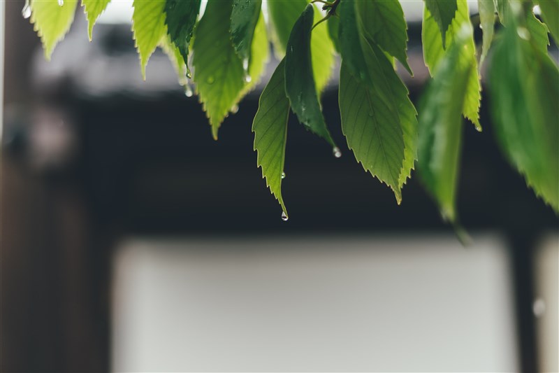 星雲大師  因業的內容