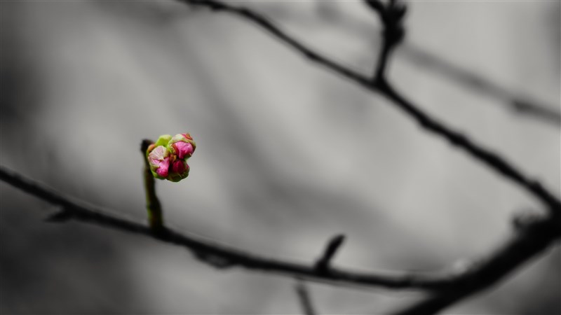 星雲大師  般若