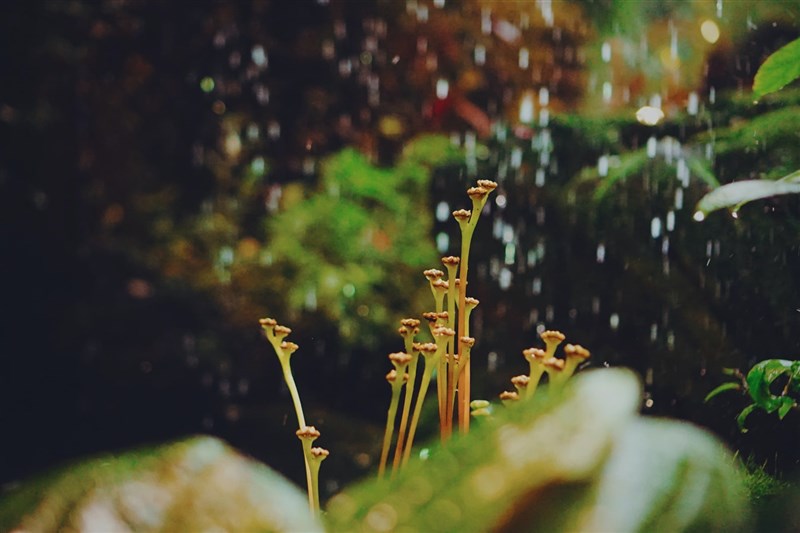星雲大師  人際的和諧