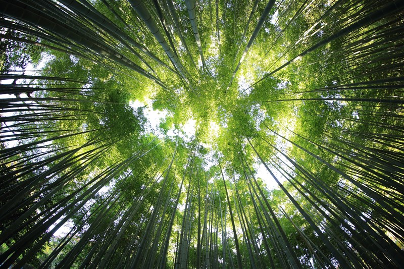 星雲大師   叢林戒壇