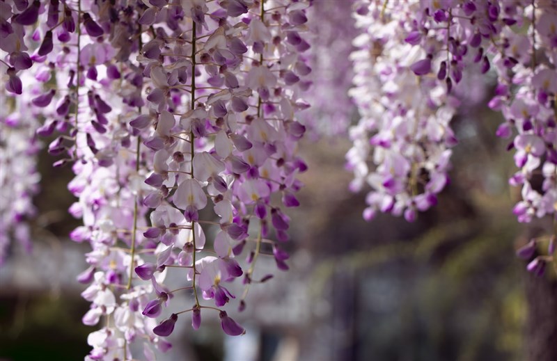 【延伸閱讀】星雲大師 一半一半