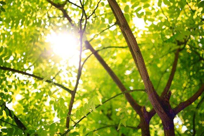 星雲大師  因緣具足