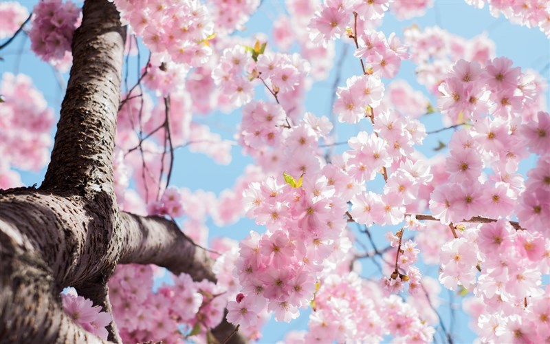 【延伸閱讀】星雲大師  幸福