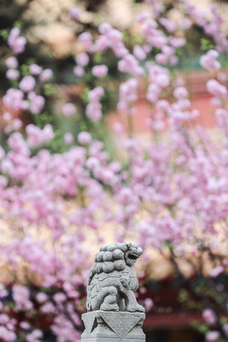 【延伸閱讀】星雲大師  歷史
