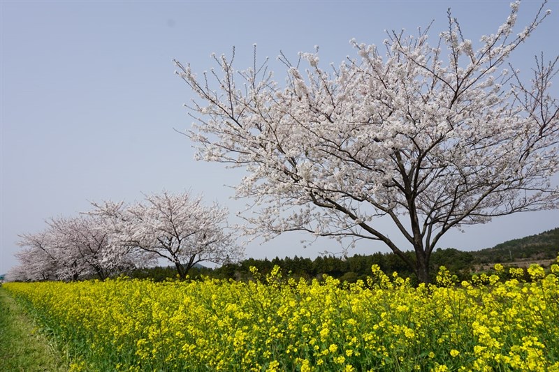 【延伸閱讀】  星雲大師  行走山河