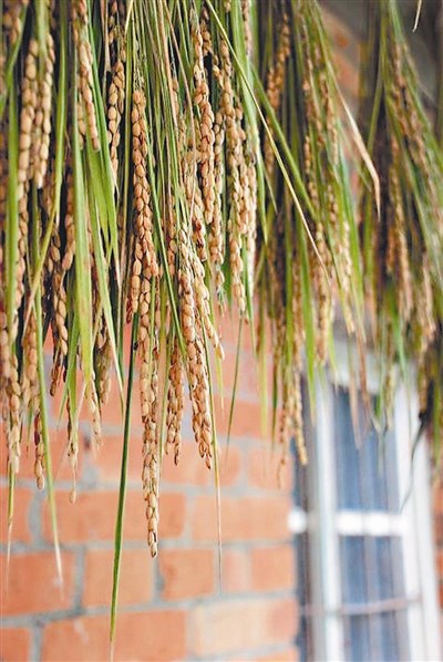 佛法真義 一即是多