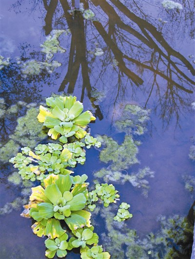 【星雲一筆字古德悟道詩】(25)浮生若夢