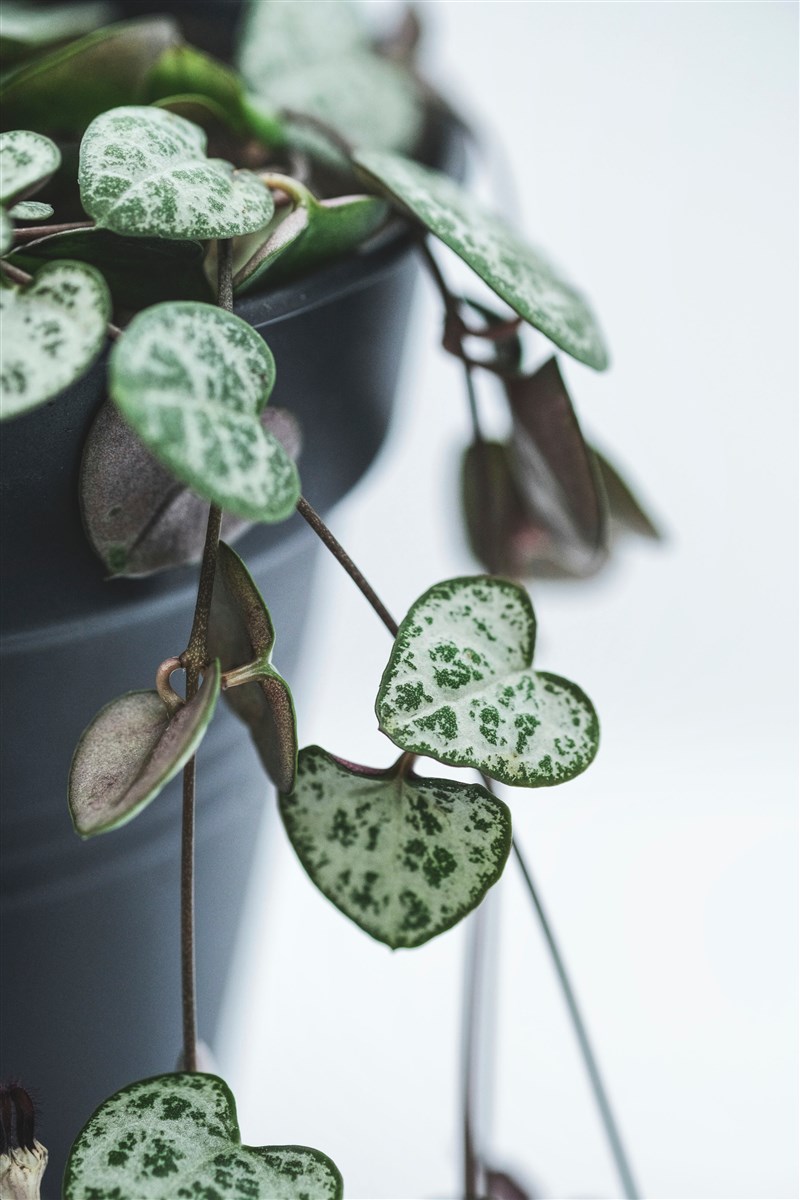 【延伸閱讀】看心