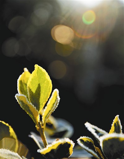 【星雲一筆字佛教成語】(3)