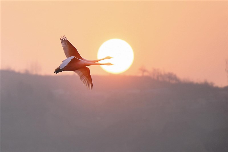 【星雲一筆字詩歌偈頌】(24)-2