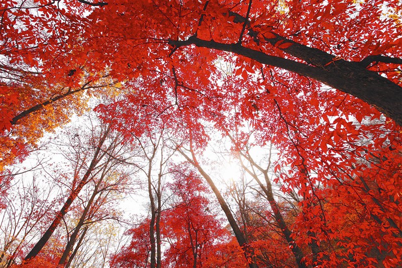 【星雲一筆字佛門聯語】(22)