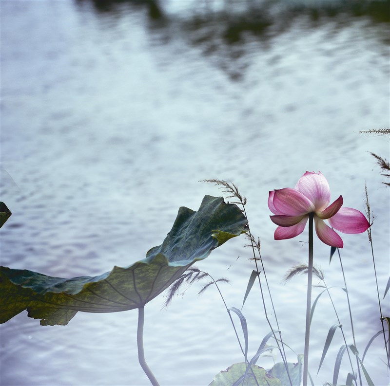 【星雲一筆字佛教成語】(89)