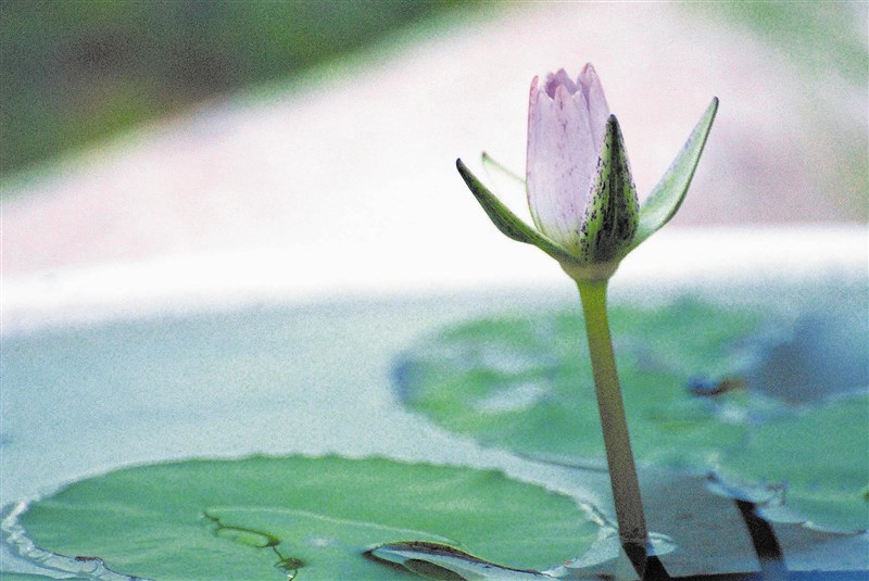 【星雲大師全集207】 釋迦牟尼佛傳（2）-39