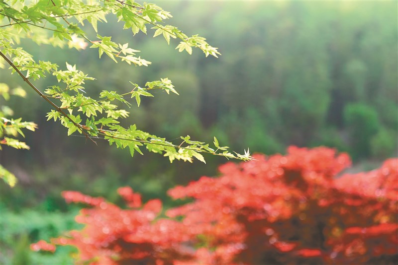 【星雲大師全集117】隨堂開示錄─教育講習47 叢林參問8-8