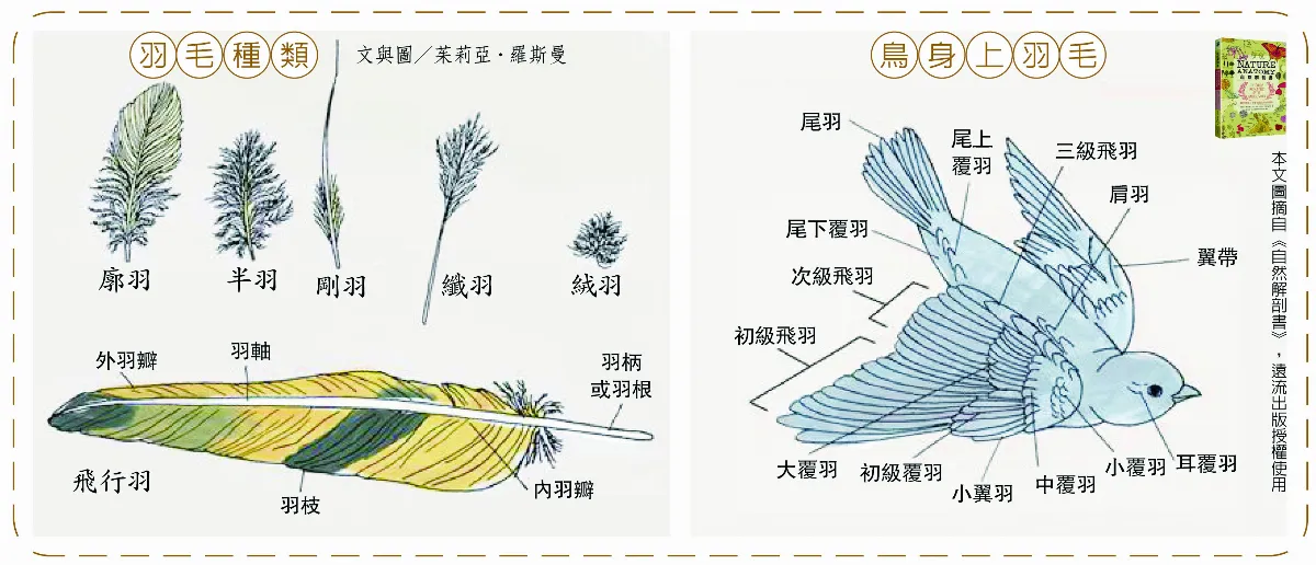 鳥類羽色多變化