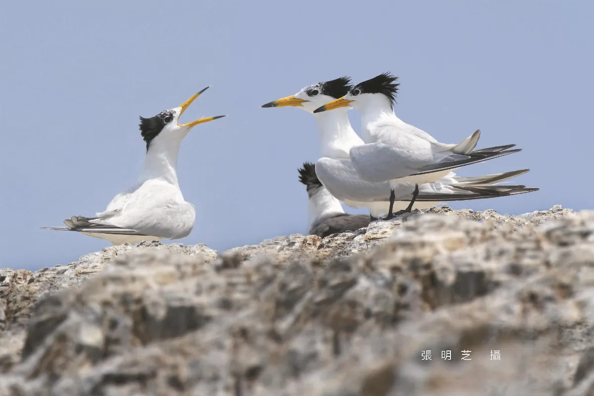 神話之鳥 落腳馬祖無人島