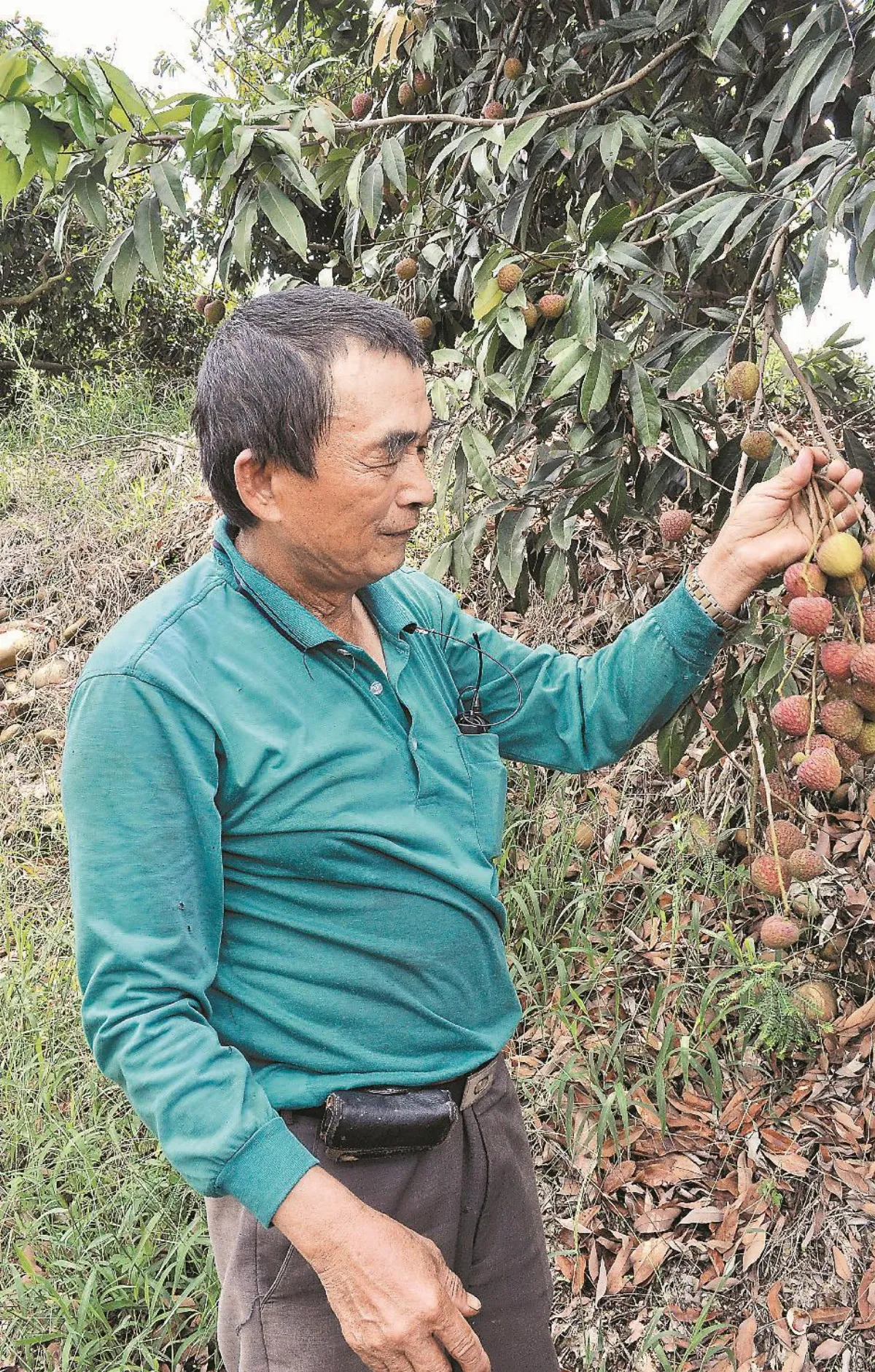荔枝聽經長大 尚水
