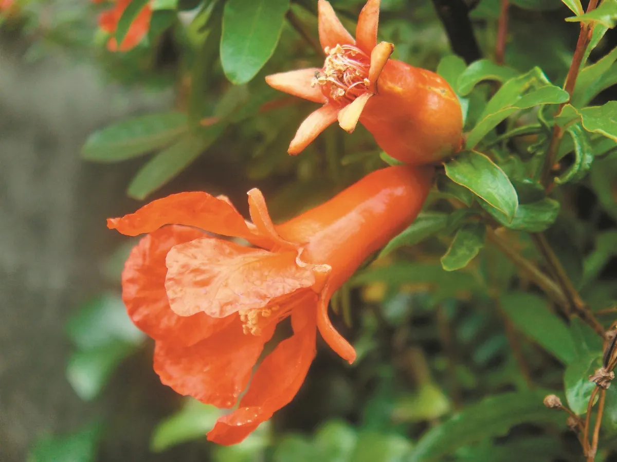 石榴花開