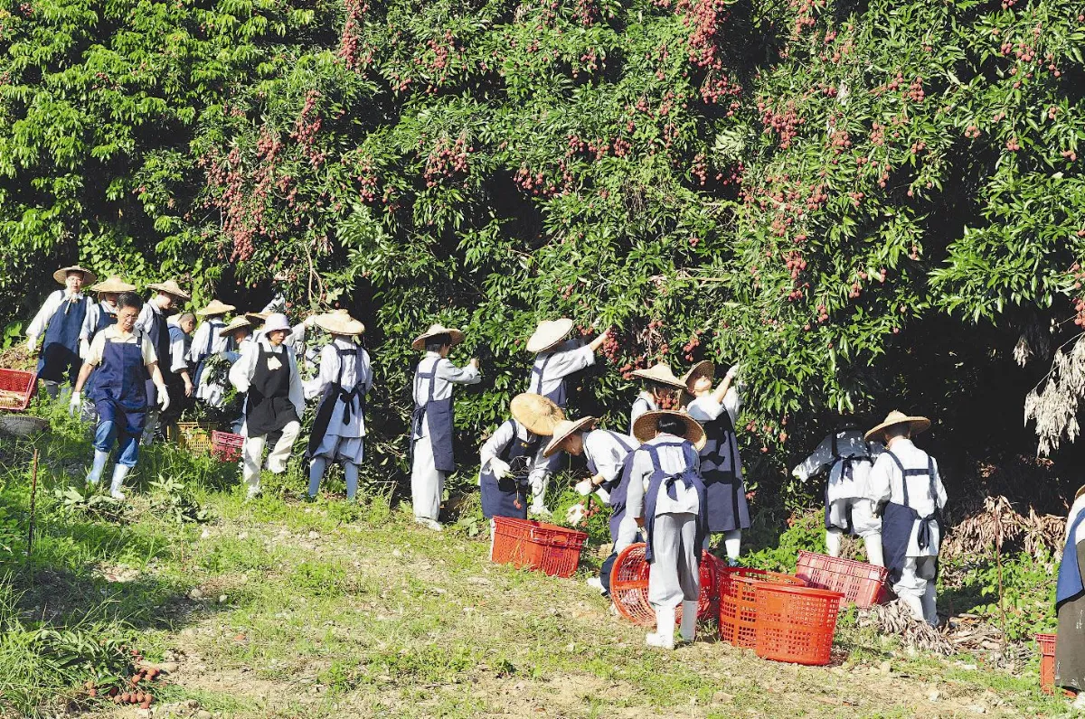 佛光山荔枝大豐收 法師、義工採果樂
