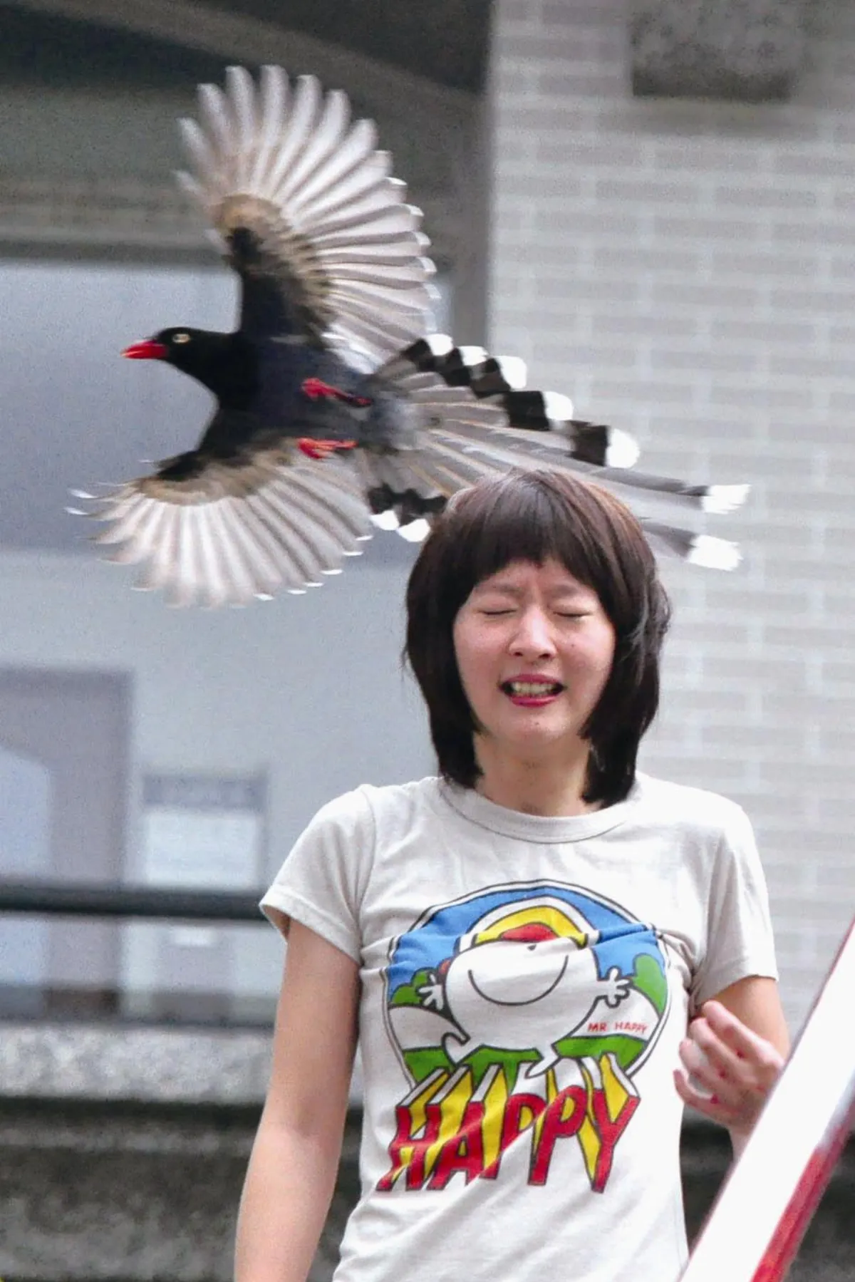 藍鵲護巢佛光大學空襲警報