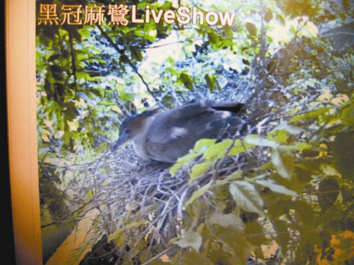 黑冠麻鷺孵蛋 中山國小全都錄
