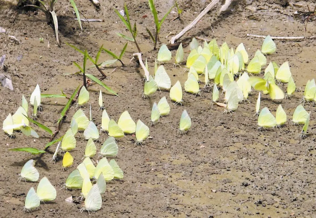 美濃黃蝶祭 邀民眾賞蝶、植物染