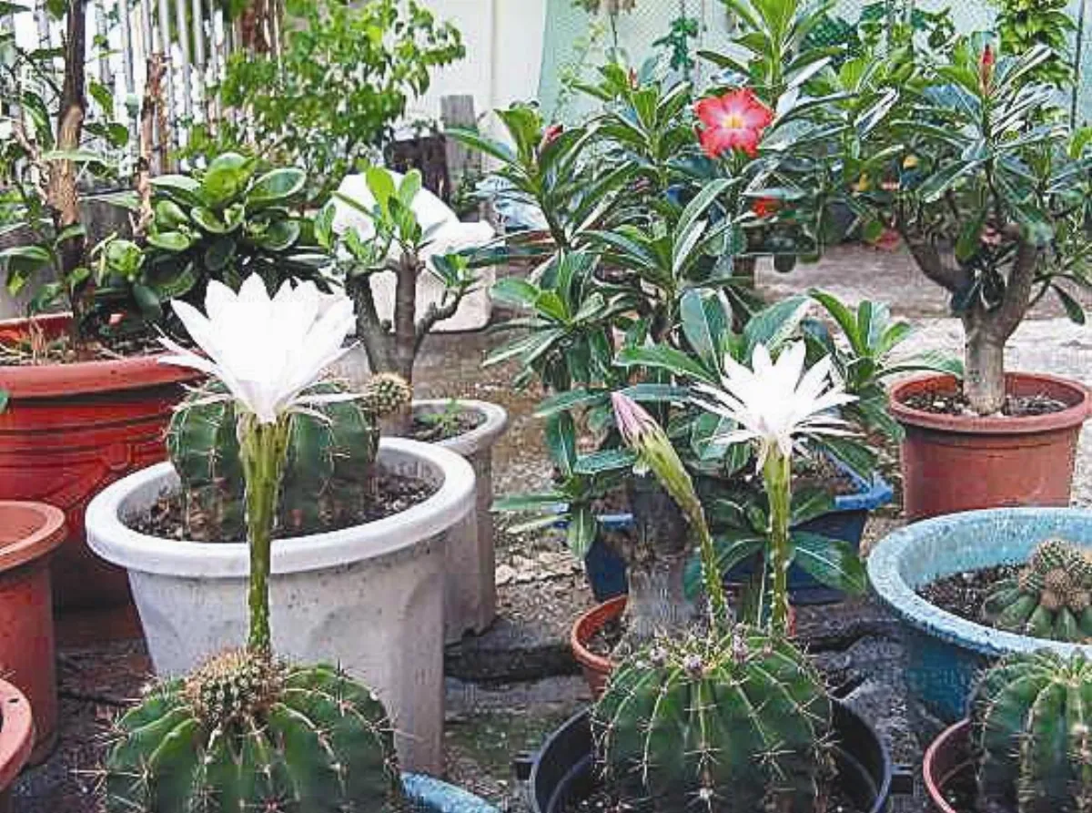 戀戀美花園