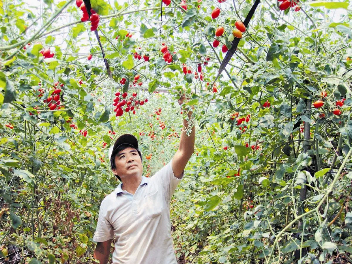 番茄不怕蟲 歸功檜木屑