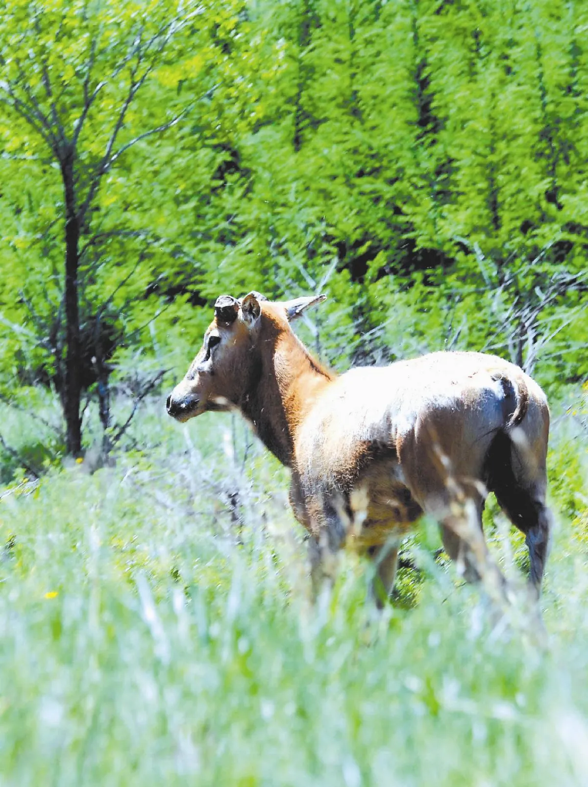 四不像通過考驗