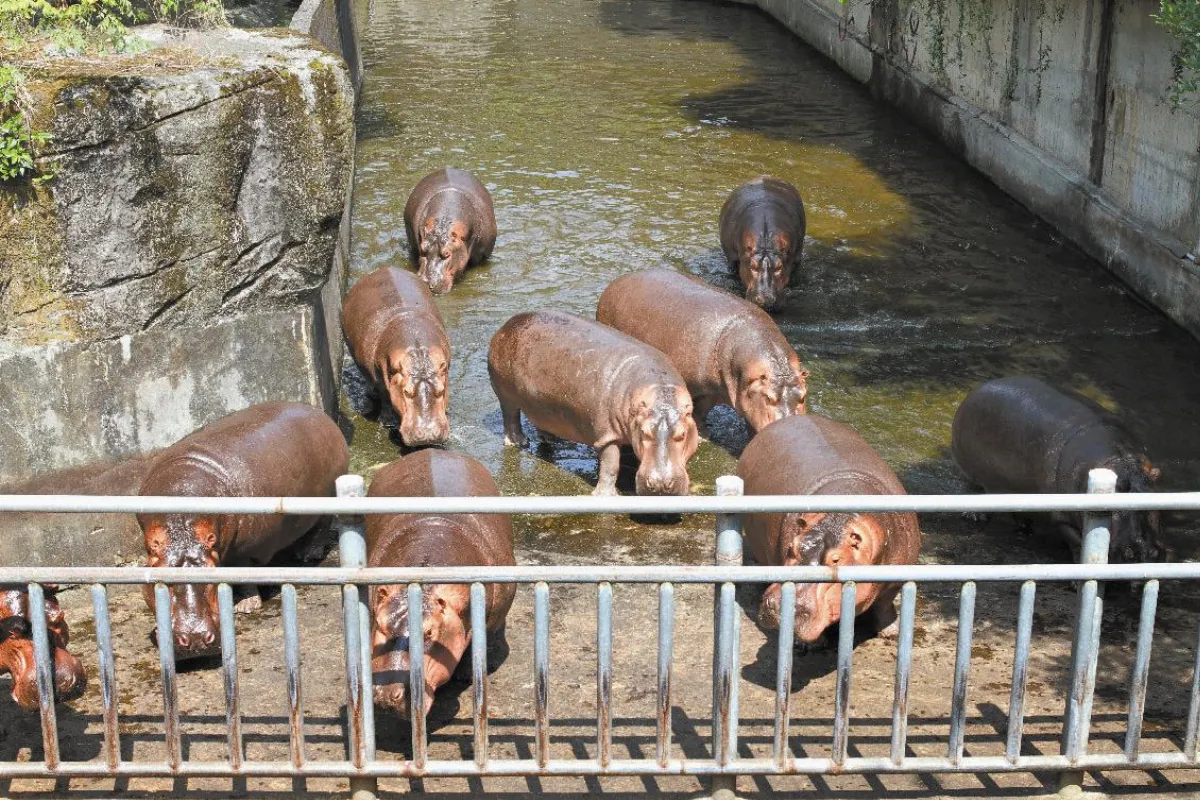 北市動物園 幫河馬蓋新家