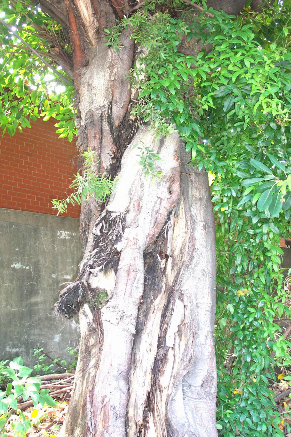 在白千層樹下走過