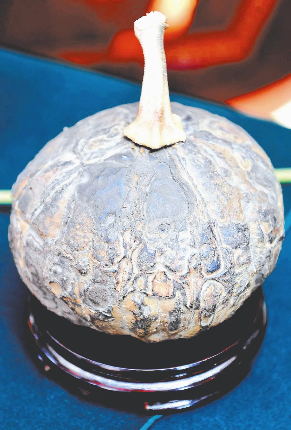 奇石齊亮相