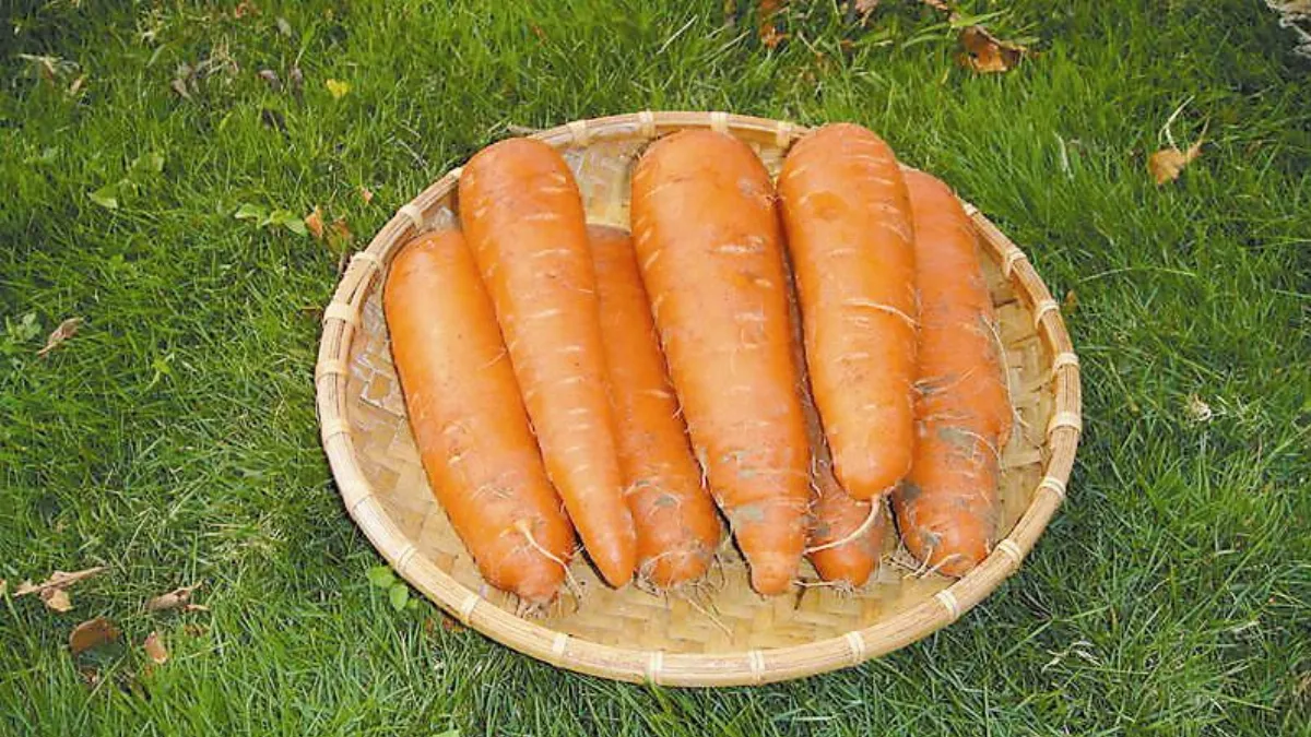 拒當四眼田雞胡蘿蔔護眼好食材