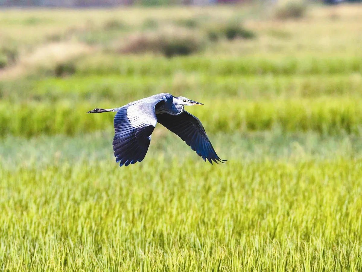 走賞西海岸濕地