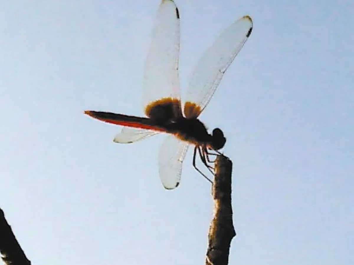 體操高手