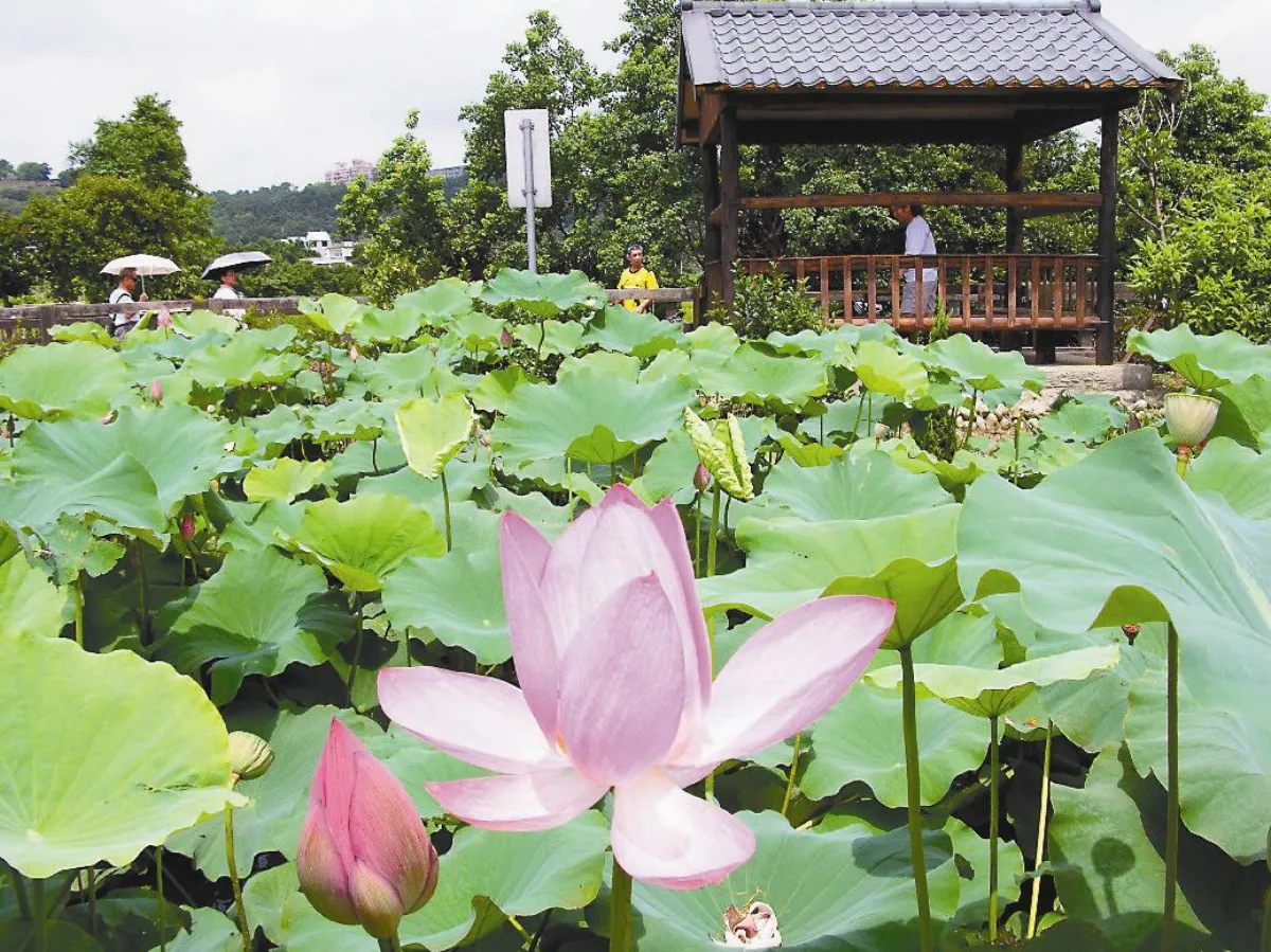 閒置農地 建蓮池花園