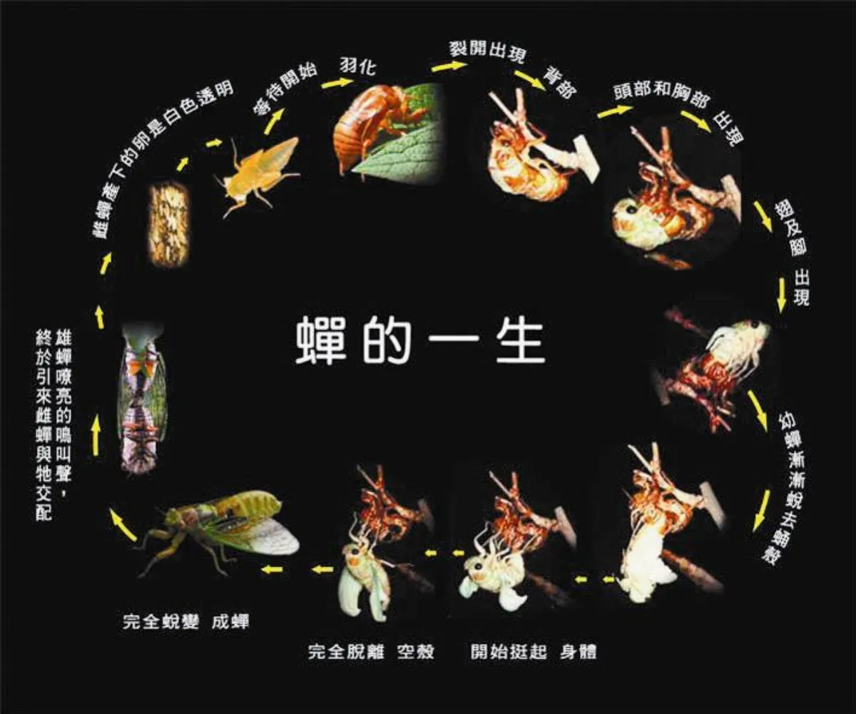 蟬聲唧唧現在聽蟬鳴正是時候