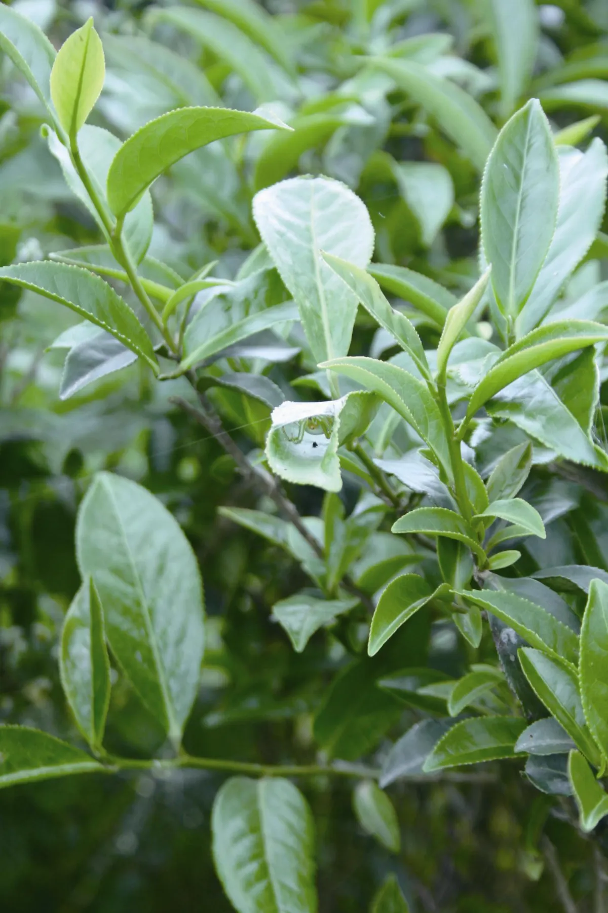 用心茶道