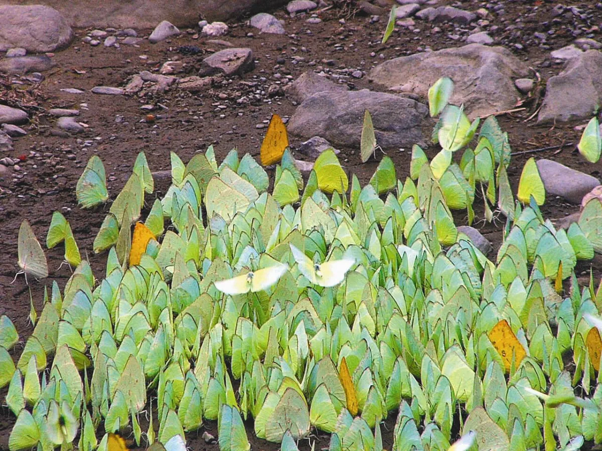 美濃黃蝶祭  開跑了！
