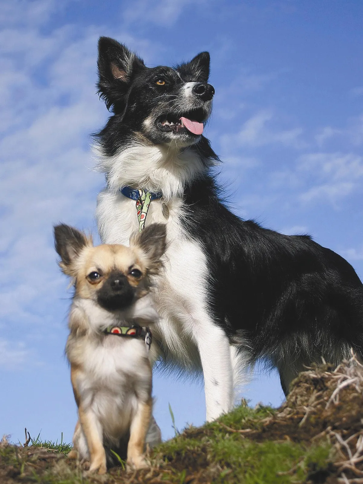 狗小志氣大吉娃娃當牧羊犬