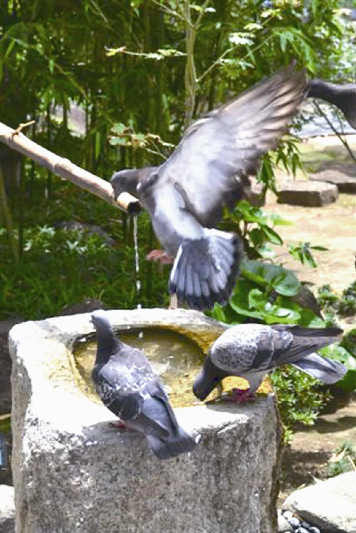 淺草寺  飲水的鴿子