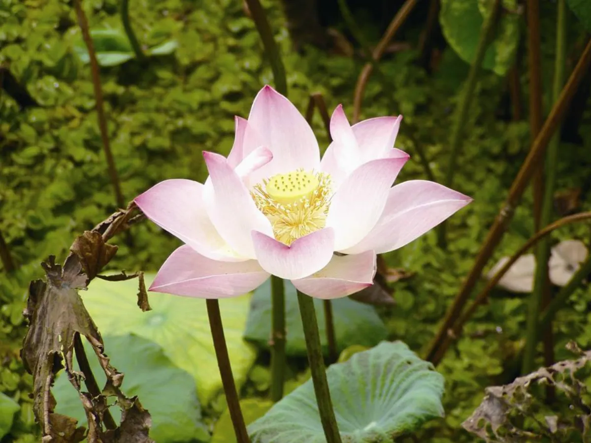 蓮花