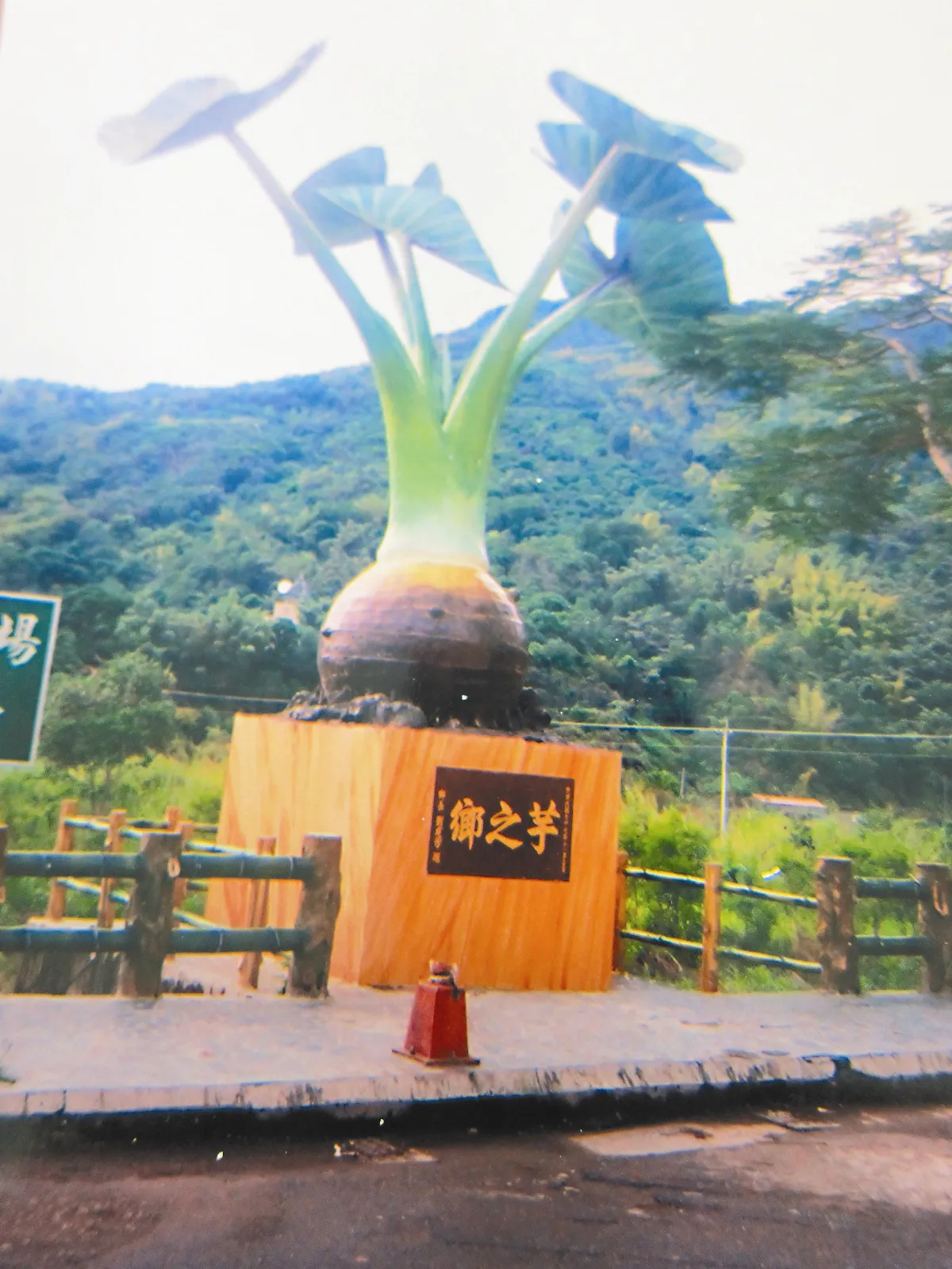 甲仙甜美的芋和筍