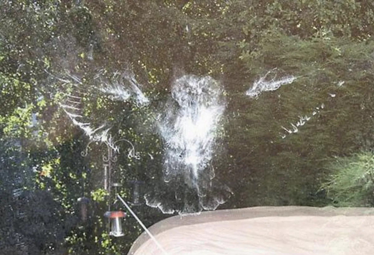 幽靈貓頭鷹