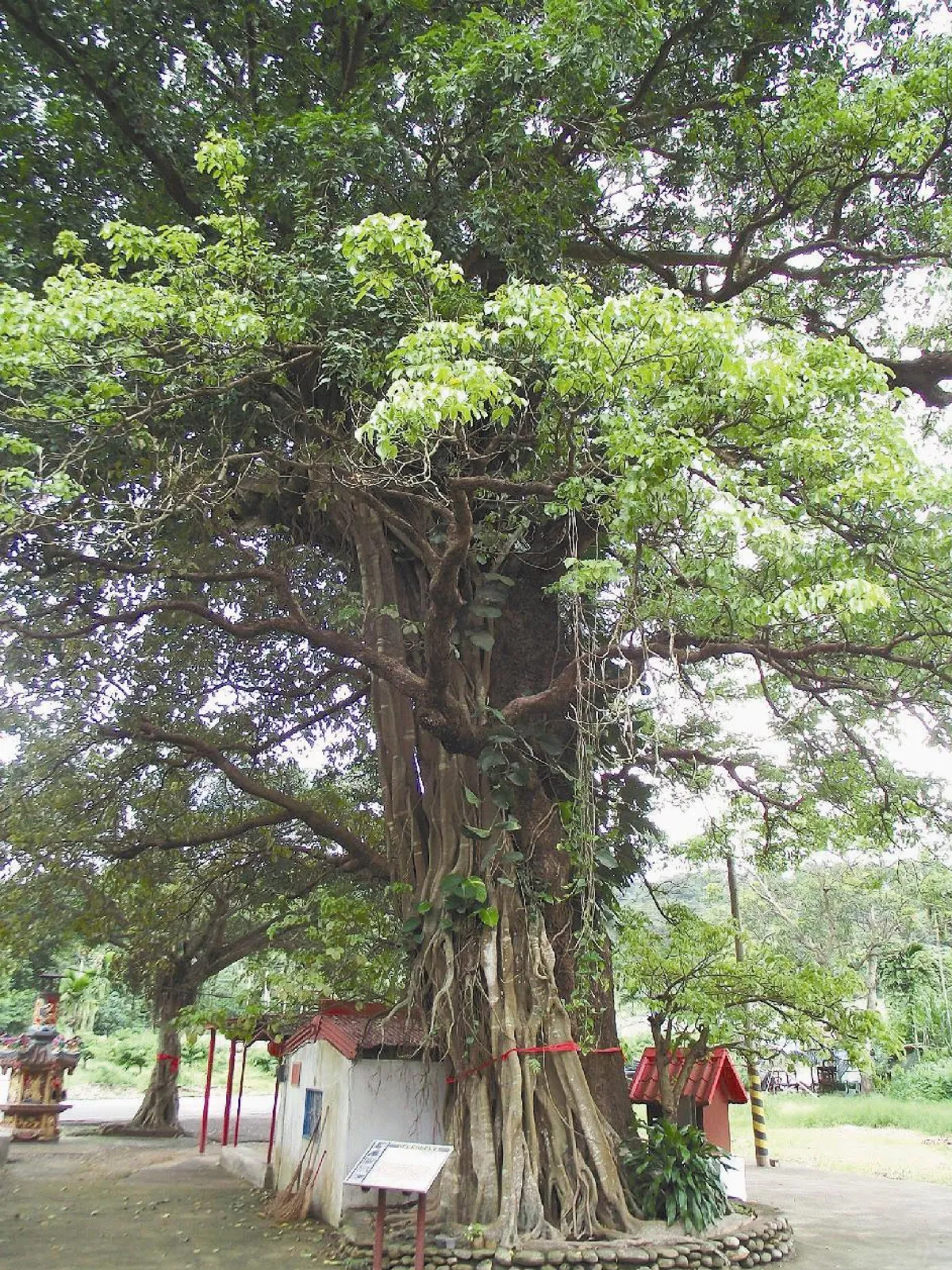 老茄苳 矗立300年